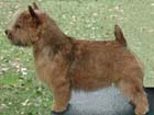 Norwich terrier